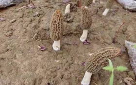 城固梁家庵村：繁星點(diǎn)點(diǎn)羊肚菌 朵朵點(diǎn)亮致富路縮略圖