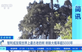 世界上最古老的樹？樹齡或超5000年！長(zhǎng)這樣→縮略圖
