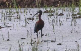 國家一級保護(hù)鳥類彩鹮，見過嗎？縮略圖