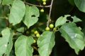 夏季被毒蛇咬傷怎么辦？十個(gè)問答幫你應(yīng)對(duì)縮略圖