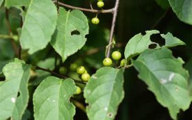 夏季被毒蛇咬傷怎么辦？十個(gè)問(wèn)答幫你應(yīng)對(duì)縮略圖