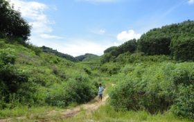 村民反映野豬經(jīng)常出沒糟蹋莊稼，回應(yīng)：8戶農(nóng)戶受災(zāi)，將定損賠付縮略圖