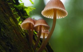不認(rèn)識、沒吃過的蘑菇不要輕易嘗試食用！縮略圖