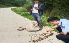 @漢中人！野生天麻，挖不得！縮略圖