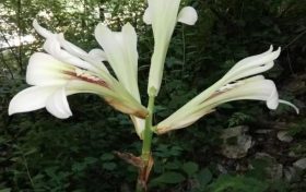 陜西秦嶺首次發(fā)現(xiàn)國(guó)家二級(jí)重點(diǎn)保護(hù)野生植物蕎麥葉大百合！縮略圖