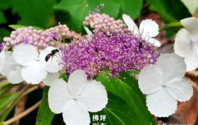 漢中佛坪首次發(fā)現(xiàn)秦嶺山中最神秘的花！縮略圖