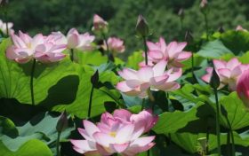 炎炎夏日七日游，這里才是夢(mèng)想中的快樂(lè)星球縮略圖