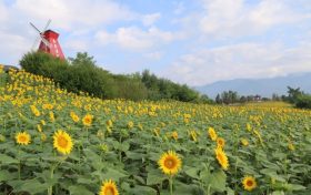漢臺(tái)百畝向日葵花海怒放！免費(fèi)打卡縮略圖