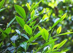 立秋之后防暑防燥縮略圖