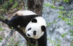 漢中佛坪這位“美人”驚艷了世人！縮略圖