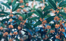 鎮(zhèn)巴山城桂花開(kāi) ，香飄十里醉滿城縮略圖