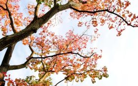 立冬至 以“養(yǎng)藏”來養(yǎng)生縮略圖
