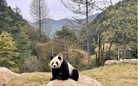 首批“住戶”在秦嶺大熊貓的“新家”住的習慣嗎？快來圍觀！縮略圖