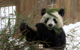 滿地撒歡打滾兒！佛坪大熊貓雪中“賣萌”根本停不下來！縮略圖