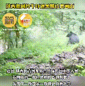 長青保護區(qū)黑熊與羚牛狹路相逢！縮略圖