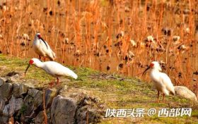 朱鹮 “旅居”留壩河口村 村民暖心投喂魚(yú)食縮略圖