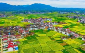 最新消息！南鄭區(qū)確定為2023中國(guó)最美油菜花海漢中旅游文化節(jié)主會(huì)場(chǎng)縮略圖