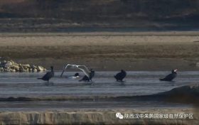 3只織女銀鷗！漢中首次發(fā)現(xiàn)→縮略圖