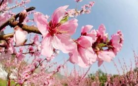 桃花依舊笑春風(fēng)，漢臺區(qū)這個地方千余畝桃林正在怒放縮略圖