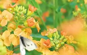 五彩斑斕的油菜花，回暖的三月不妨去皇塘尋找它！縮略圖