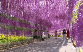 南鄭春意濃 花開迎遠(yuǎn)客縮略圖