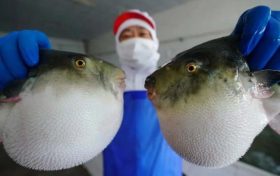 ?注意！近期有人因它中毒，0.5毫克可致死縮略圖