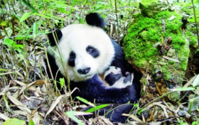 奇山秀水+秦楚巴蜀！漢中“贏麻”了縮略圖