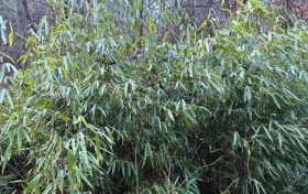 首次！佛坪人工竹林引來(lái)野生大熊貓！縮略圖