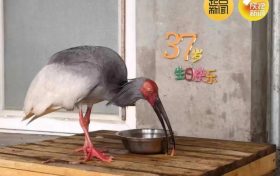 破紀(jì)錄！全球最長壽朱鹮平平37歲啦！縮略圖