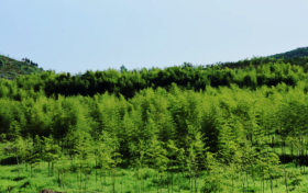 開辟新路徑！城固陳家灣村這個基地有亮點→縮略圖