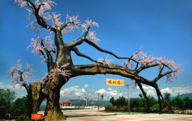 “五一”假期，西鄉(xiāng)櫻桃溝景區(qū)提升現(xiàn)新貌！縮略圖
