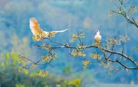 572種！陜西鳥類40余年新增200多種縮略圖