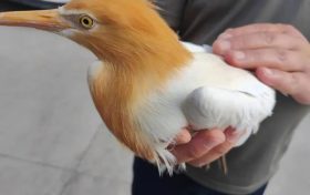 國家二級保護動物在漢臺獲救縮略圖