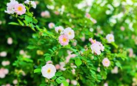 春色滿園！漢中這里的薔薇花開啦，顏值滿分快去打卡~縮略圖