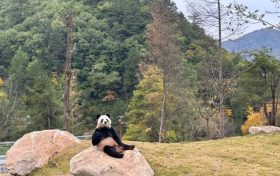 可愛暴擊！秦嶺大熊貓賣萌撒歡現(xiàn)場→縮略圖