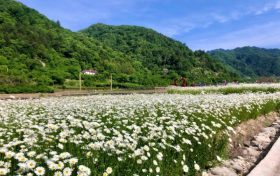 花都開好了，來佛坪邂逅白色浪漫！縮略圖