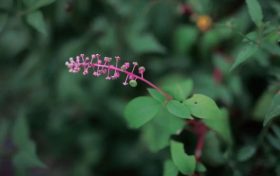 警惕花粉過(guò)敏 | 秋季花粉致敏性更強(qiáng)！縮略圖