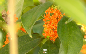 真香！“桂花味”的漢中正在回歸！縮略圖