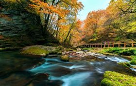 朱鹮在橫山和南泥灣“安家”！有利于恢復(fù)朱鹮的遷徙習(xí)性縮略圖
