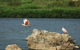 有朱鹮光顧的農(nóng)田，作物能賣好價(jià)錢！縮略圖