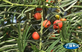 寧強(qiáng)：“植物大熊貓”紅豆杉紅遍玉皇觀縮略圖