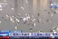 央視聚焦的“冬日精靈”，你“鷗”遇了嗎縮略圖