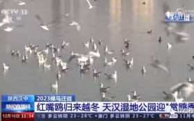 央視聚焦的“冬日精靈”，你“鷗”遇了嗎縮略圖