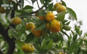 3分鐘！城固登上央視大型紀(jì)錄片縮略圖