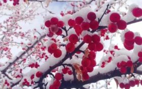 宛若仙境！漢臺景區(qū)絕美雪景上線縮略圖