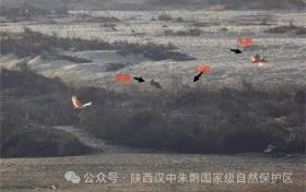 罕見(jiàn)！白鸛、黑鸛、白琵鷺、朱鹮在漢中“同框”縮略圖
