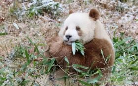 我們的“國寶”！是他們守護→縮略圖
