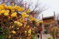 花開又一年，結(jié)香沁滿園縮略圖