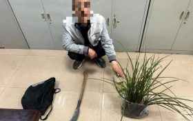 提醒，野生蘭草不能采！縮略圖