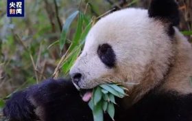 央視新聞：“滾滾”下山嘍！名場面除了“趕竹”，還有……縮略圖
